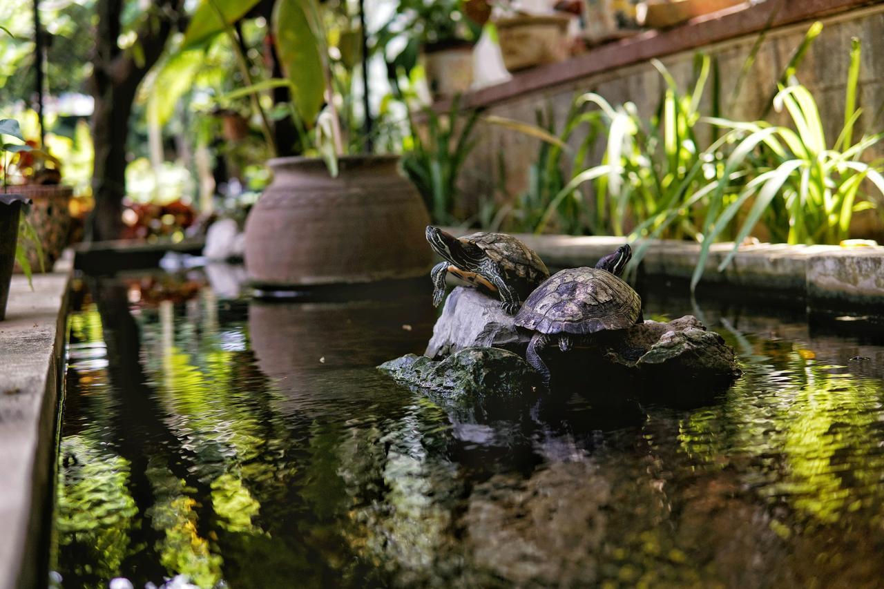 מלון ויינטיאן Lani'S House By The Ponds מראה חיצוני תמונה